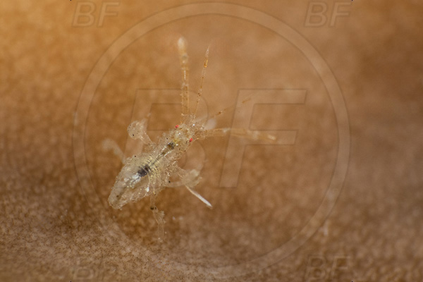Aliwal shoal, Umkomaas, South Africa, Indian ocean, Dexaminidae, Amphipoda, Amphipod, Crustacea, Crustacean, Unidentified