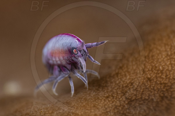 Aliwal shoal, Umkomaas, South Africa, Indian ocean, Cyproidea sp., Cyproidea, Cyproideidae, Ladybug amphipod, Ornate amphipod, Amphipoda, Crustacea, Crustacean
