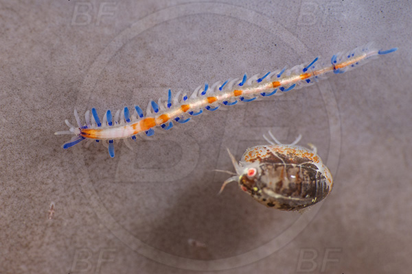 Aliwal shoal, Umkomaas, South Africa, Indian ocean, Cyproidea sp., Cyproidea, Cyproideidae, Ladybug amphipod, Ornate amphipod, Amphipoda, Crustacea, Crustacean, Nudibranch, Sea slug, Gastropoda, Mollusca, Mollusc, Unidentified