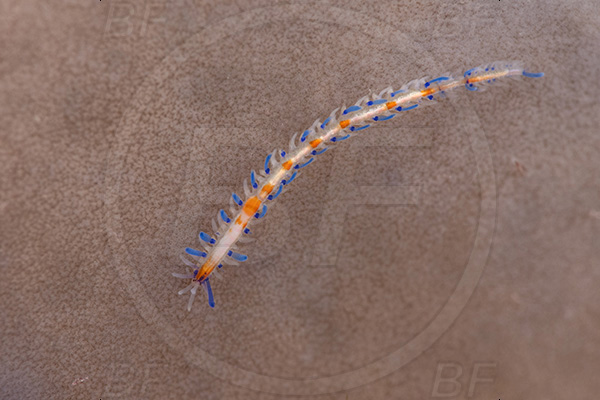 Aliwal shoal, Umkomaas, South Africa, Indian ocean, Nudibranch, Sea slug, Gastropoda, Mollusca, Mollusc, Unidentified