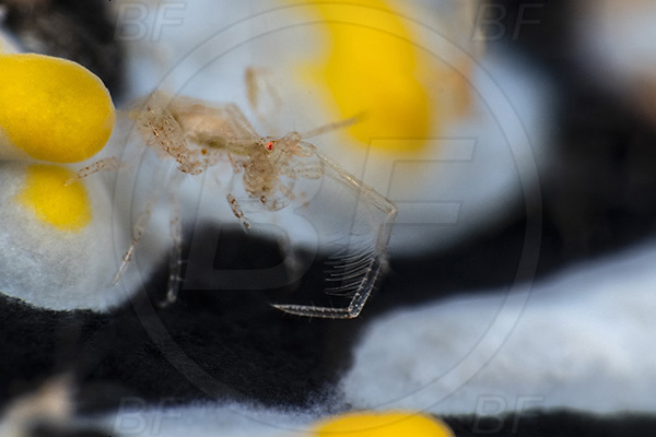Aliwal shoal, Umkomaas, South Africa, Indian ocean, Phyllidia varicosa, Phyllidia, Phyllidiidae, Varicose phyllidia, Nudibranch, Sea slug, Gastropoda, Mollusca, Mollusc, Abstract, Dexaminidae, Amphipoda, Amphipod, Crustacea, Crustacean, Unidentified