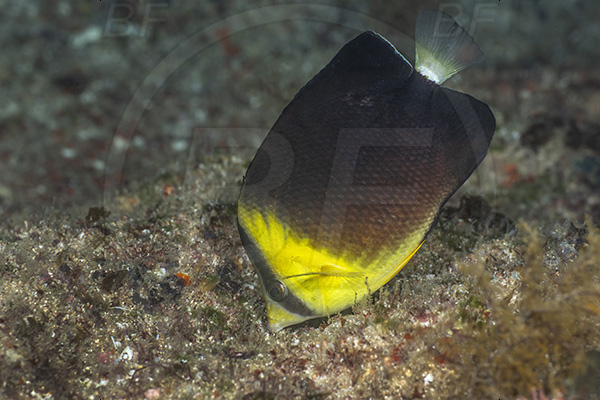 Aliwal shoal, Umkomaas, South Africa, Indian ocean, Chaetodon blackburnii, Chaetodon, Chaetodontidae, Blackburn
