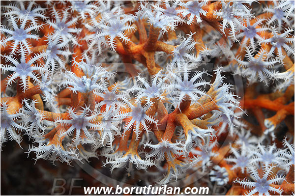 Pantar, Alor, Indonesia, Abstract, Anthelia, Xeniidae, Anthozoa, Cnidaria, Cnidarian