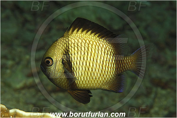 Pantar, Alor, Indonesia, Dascyllus reticulatus, Dascyllus, Pomacentridae, Reticulated Damselfish, Damselfish, Fish