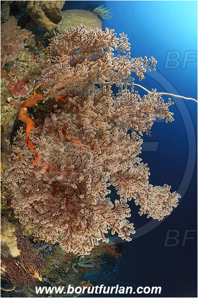 Ternate, Alor, Indonesia, Siphonogorgia sp., Siphonogorgia, Coral, Sea fan, Cnidaria, Cnidarian, Reef, Wall, Nidaliidae