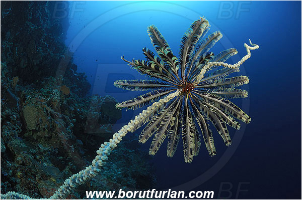 Ternate, Alor, Indonesia, Crinoid, Crinoidea, Feather star, Echinodermata, Echinoderm, Reef, Wall
