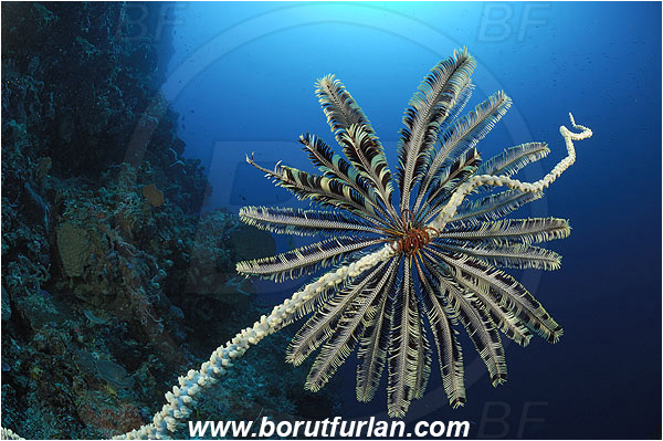 Ternate, Alor, Indonesia, Crinoid, Crinoidea, Feather star, Echinodermata, Echinoderm, Reef, Wall