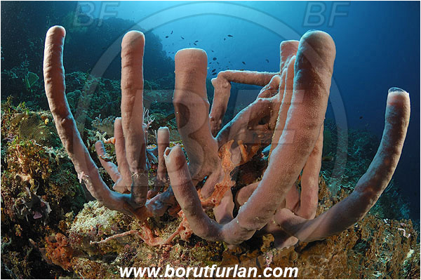 Ternate, Alor, Indonesia, Kallypilidion sp., Kallypilidion, Chalinidae, Tube sponge, Sponge, Porifera, Reef