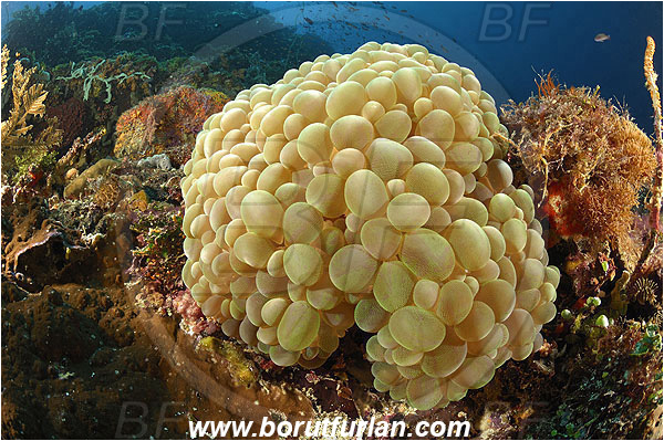 Ternate, Alor, Indonesia, Plerogyra sinuosa, Plerogyra, Scleractinia, Bubble coral, Coral, Cnidaria, Cnidarian, Reef