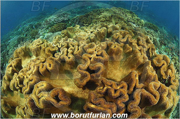 Ternate, Alor, Indonesia, Sarcophyton sp., Sarcophyton, Leather coral, Coral, Cnidaria, Cnidarian, Reef, Alcyoniidae