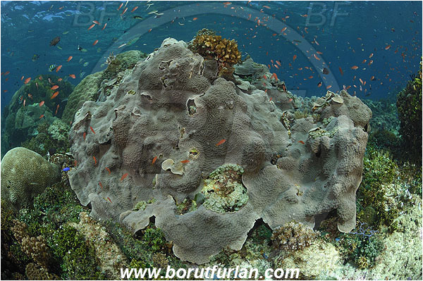 Ternate, Alor, Indonesia, Diploastrea sp., Diploastrea, Hard coral, Coral, Cnidaria, Cnidarian, Reef, Diploastreidae
