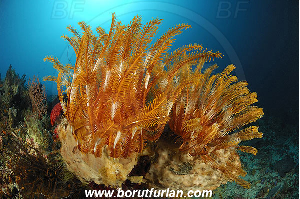 Pantar, Alor, Indonesia, Crinoid, Crinoidea, Feather star, Echinodermata, Echinoderm, Reef