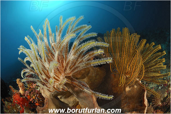Pantar, Alor, Indonesia, Crinoid, Crinoidea, Feather star, Echinodermata, Echinoderm, Reef