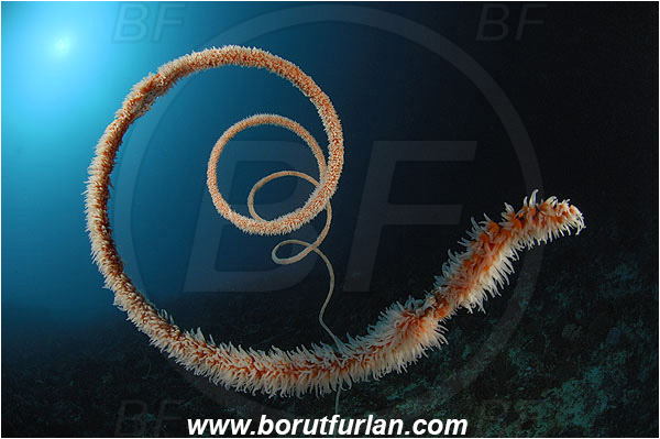 Pantar, Alor, Indonesia, Cirripathes spiralis, Cirripathes, Antipathidae, Spiral wire coral, Wire coral, Cnidarian, Cnidaria, Reef