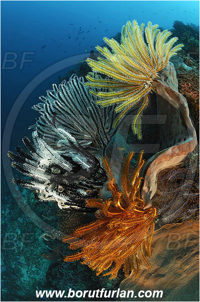 Pantar, Alor, Indonesia, Crinoid, Crinoidea, Feather star, Echinodermata, Echinoderm, Reef