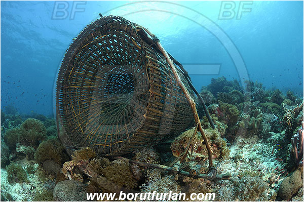 Pantar, Alor, Indonesia, Fish trap, Reef