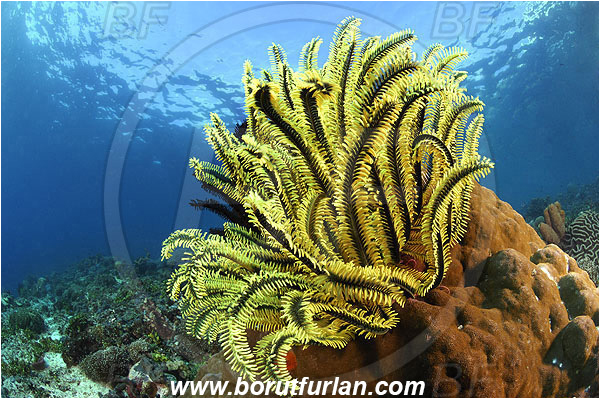 Pura, Alor, Indonesia, Crinoid, Crinoidea, Feather star, Echinodermata, Echinoderm, Reef