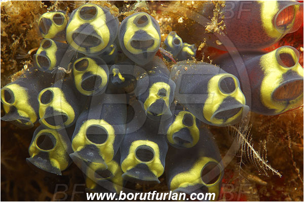 Pantar, Alor, Indonesia, Clavelina robusta, Clavelina, Colony of Tunicates, Ascidiacea, Tunicata, Tunicate, Clavelinidae