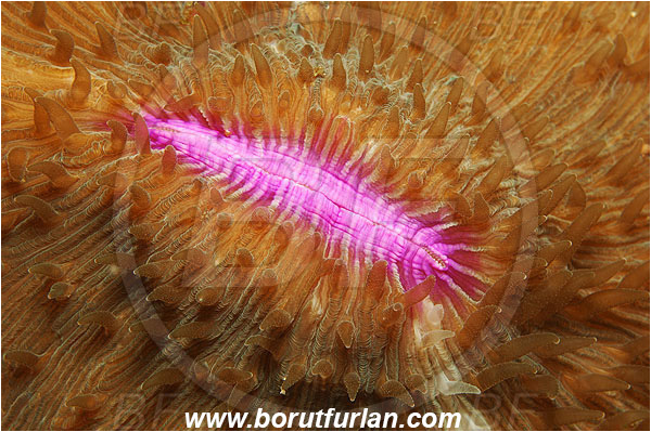 Pantar, Alor, Indonesia, Fungia sp., Fungia, Fungiidae, Mushroom coral, Coral, Anthozoa, Cnidaria, Cnidarian, Abstract