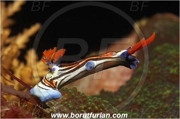 Pantar, Alor, Indonesia, Nembrotha purpureolineolata, Nembrotha, Polyceridae, Nembrotha Nudibranch, Nudibranch, Sea slug, Gastropoda, Mollusca