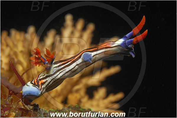 Pantar, Alor, Indonesia, Nembrotha purpureolineolata, Nembrotha, Polyceridae, Nembrotha Nudibranch, Nudibranch, Sea slug, Gastropoda, Mollusca