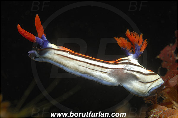 Pantar, Alor, Indonesia, Nembrotha purpureolineolata, Nembrotha, Polyceridae, Nembrotha Nudibranch, Nudibranch, Sea slug, Gastropoda, Mollusca