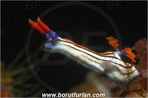 Pantar, Alor, Indonesia, Nembrotha purpureolineolata, Nembrotha, Polyceridae, Nembrotha Nudibranch, Nudibranch, Sea slug, Gastropoda, Mollusca