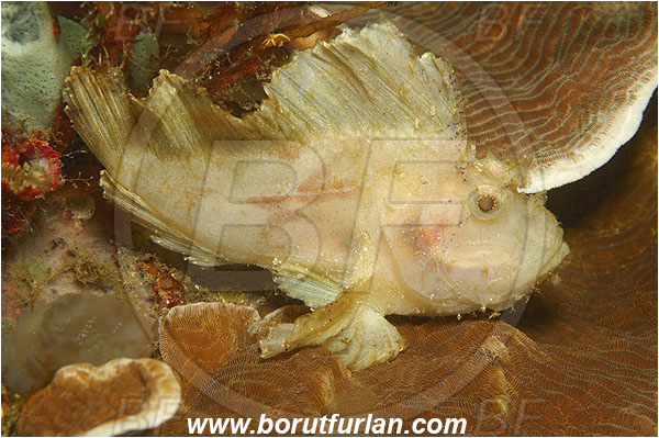 Pantar, Alor, Indonesia, Taenianotus triacanthus, Taenianotus, Leaf Scorpionfish, Scorpionfish, Fish, Scorpaenidae
