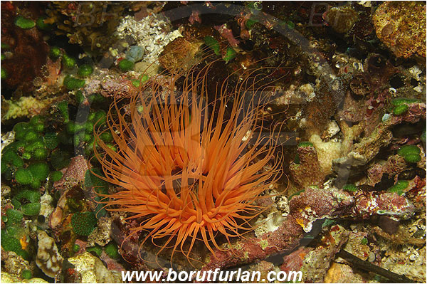 Pantar, Alor, Indonesia, Cerianthus sp., Cerianthus, Cerianthidae, Tube Anemone, Anemone, Anthozoa, Cnidaria, Cnidarian