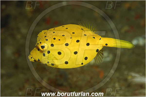 Pantar, Alor, Indonesia, Ostracion cubicus, Ostracion, Yellow Boxfish, Boxfish, Juvenile, Fish, Ostraciidae