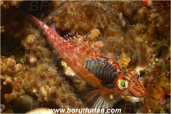 Pura, Alor, Indonesia, Cirrhitichthys oxycephalus, Pixy Hawkfish, Fish, Cirrhitidae, Parasitic isopod, Parasite, Isopod, Nerocila sp., Malacostraca, Crustacea, Crustacean, Parasitism