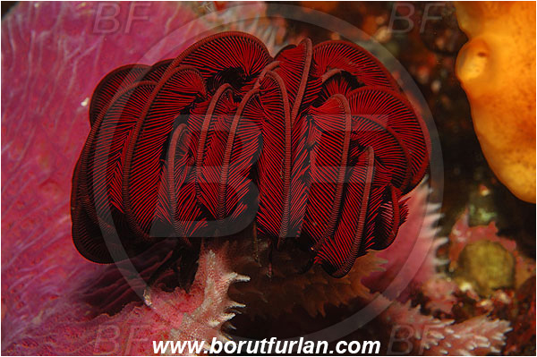 Pura, Alor, Indonesia, Crinoid, Crinoidea, Feather star, Echinodermata, Echinoderm
