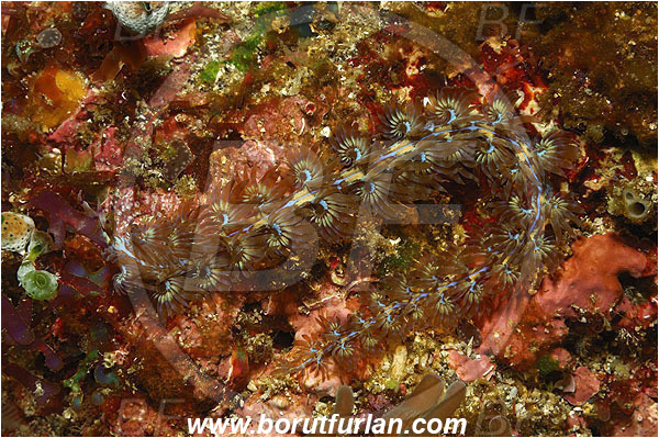 Pura, Alor, Indonesia, Pteraeolidia ianthina, Aeolid nudibranch, Blue Dragon Nudibranch, Sea slug, Gastropoda, Mollusca, Facelinidae