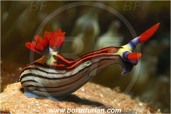Pura, Alor, Indonesia, Nembrotha purpureolineolata, Polyceridae, Nembrotha, Nembrotha Nudibranch, Nudibranch, Sea slug, Mollusca, Mollusc