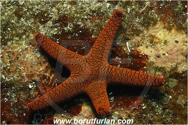 Pura, Alor, Indonesia, Fromia indica, Fromia, Goniasteridae, Indian Starfish, Red Starfish, Starfish, Asteroidea, Echinodermata, Echinoderm