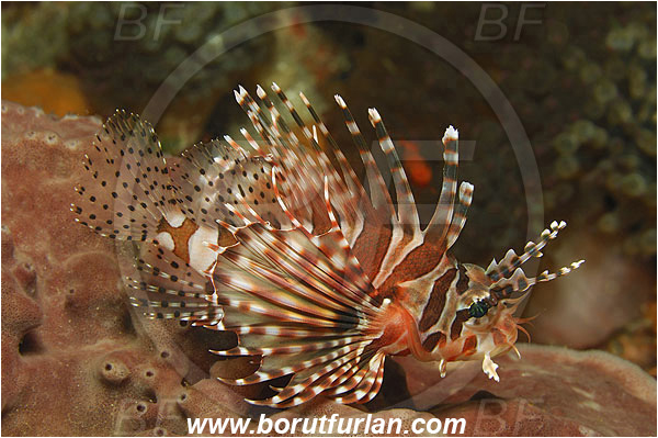 Pura, Alor, Indonesia, Pterois antennata, Pterois, Spotfin lionfish, Lionfish, Scorpaenidae, Fish
