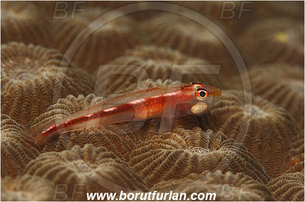Pantar, Alor, Indonesia, Bryaninops sp., Bryaninops, Goby, Gobiidae, Fish, Parasite, Parasitism