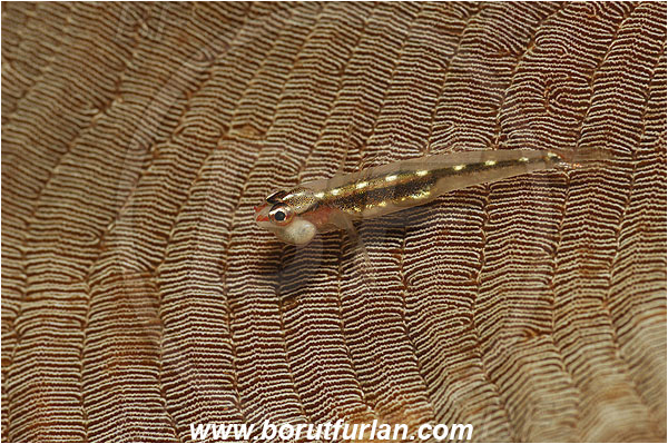 Pantar, Alor, Indonesia, Bryaninops sp., Bryaninops, Goby, Gobiidae, Fish, Parasite, Parasitism