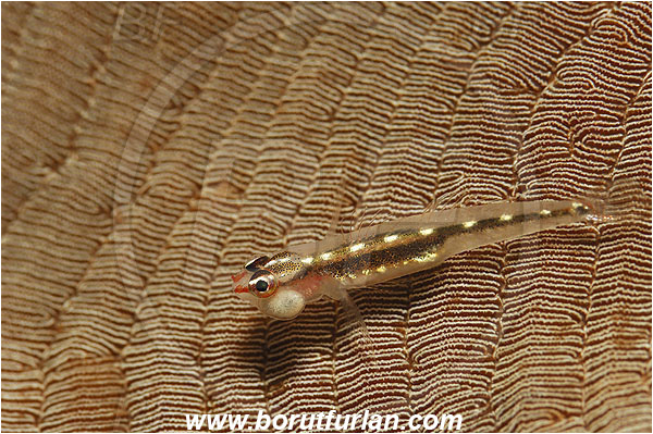 Pantar, Alor, Indonesia, Bryaninops sp., Bryaninops, Goby, Gobiidae, Fish, Parasite, Parasitism