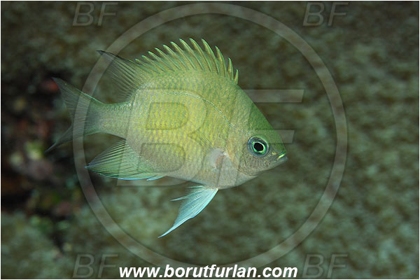 Ternate, Alor, Indonesia, Ambly curacoa, Ambly, Amblyglyphidodon batunai, Amblyglyphidodon, Batuna