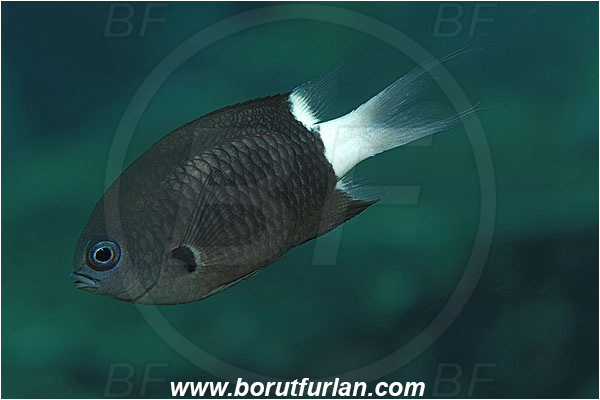 Ternate, Alor, Indonesia, Chromis caudalis, Chromis, Blue-axil Chromis, Fish, Pomacentridae