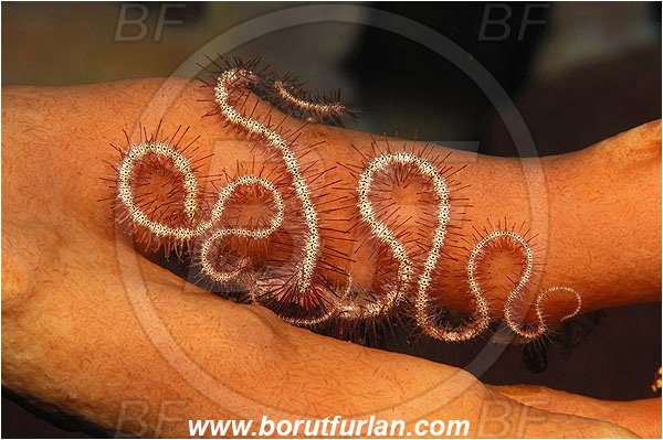 Ternate, Alor, Indonesia, Brittlestar, Ophiuroidea, Echinodermata, Echinoderm