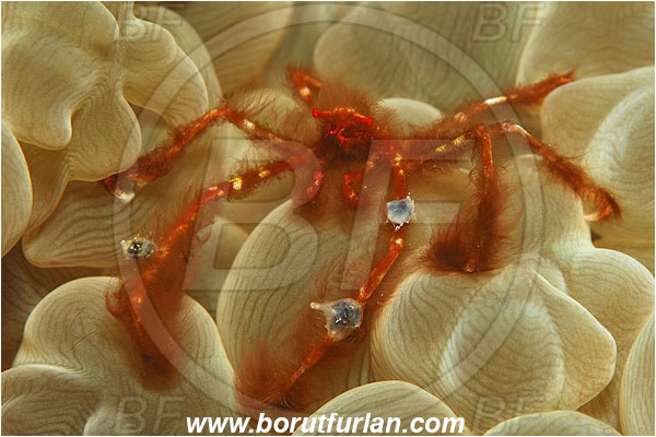 Ternate, Alor, Indonesia, Achaeus japonicus, Achaeus, Inachidae, Orang-utan crab, Crab, Crustacea, Crustacean