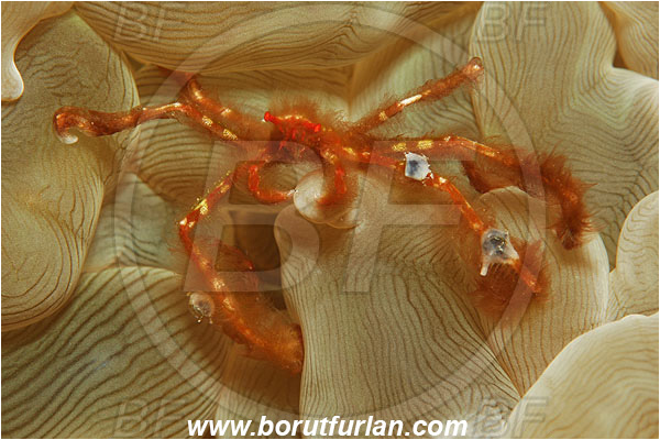 Ternate, Alor, Indonesia, Achaeus japonicus, Achaeus, Inachidae, Orang-utan crab, Crab, Crustacea, Crustacean