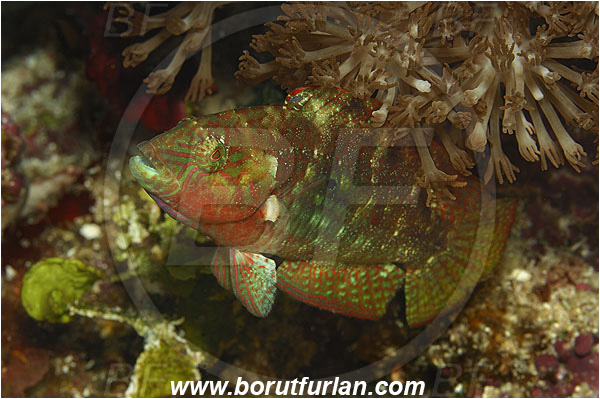 Ternate, Alor, Indonesia, Cheilinus bimaculatus, Cheilinus, Labridae, Two-spot wrasse, Wrasse, Fish