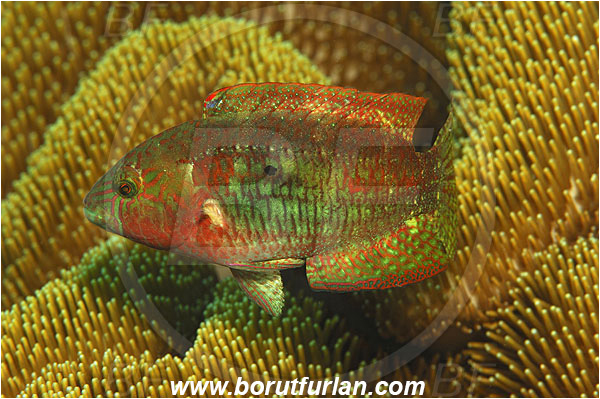 Ternate, Alor, Indonesia, Cheilinus bimaculatus, Cheilinus, Labridae, Two-spot wrasse, Wrasse, Fish