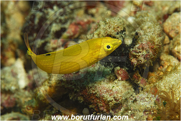 Pantar, Alor, Indonesia, Halichoeres chrysus, Halichoeres, Canary wrasse, Golden wrasse, Yellow wrasse, Wrasse, Fish, Labridae