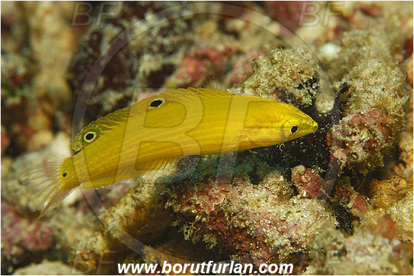 Pantar, Alor, Indonesia, Halichoeres chrysus, Halichoeres, Labridae, Canary wrasse, Golden wrasse, Yellow wrasse, Wrasse, Fish