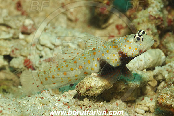 Pantar, Alor, Indonesia, Amblyeleotris guttata, Amblyeleotris, Spotted Prawn-Goby, Goby, Fish, Gobiidae