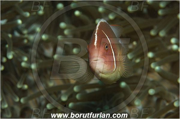 Pantar, Alor, Indonesia, Amphiprion perideraion, Amphiprion, Pink Anemonefish, Anemonefish, Clownfish, Fish, Pomacentridae, Portrait